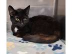 Fireball (spayed) Infostercare, Domestic Shorthair For Adoption In Marietta