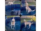 Harley, Labrador Retriever For Adoption In Avon, Ohio