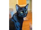 Noctis24, Domestic Shorthair For Adoption In Youngsville, North Carolina