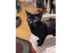 Noir24, Domestic Shorthair For Adoption In Youngsville, North Carolina