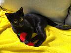 Trillan24, Domestic Shorthair For Adoption In Youngsville, North Carolina