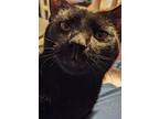 Nuit24, Domestic Shorthair For Adoption In Youngsville, North Carolina