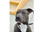 Cancun, American Pit Bull Terrier For Adoption In Matteson, Illinois