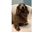 Figgy, Dachshund For Adoption In Weston, Florida