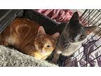 Jonesy & Sassy, Domestic Shorthair For Adoption In Soddy- Daisy, Tennessee