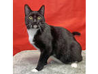 Theodore Roosevelt, Domestic Shorthair For Adoption In Amery, Wisconsin