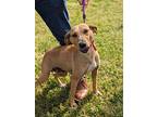 Dixie, Labrador Retriever For Adoption In Canton, Connecticut