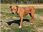 Hoss, Labrador Retriever For Adoption In Canton, Connecticut