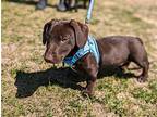 Scout, Dachshund For Adoption In Canton, Connecticut