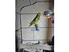 Vanessa And Isabella, Parakeet - Other For Adoption In Aurora, Illinois