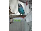 Dootenschmirtz, Ferb And Phineas, Parakeet - Other For Adoption In Aurora