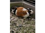 Jody, Claire And Alex, Guinea Pig For Adoption In Aurora, Illinois