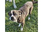 Bianca, Boston Terrier For Adoption In Ridgeland, South Carolina
