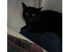 Pugsley, Domestic Shorthair For Adoption In Orillia, Ontario