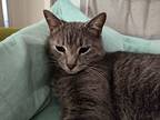 Junior, Domestic Shorthair For Adoption In Houston, Texas