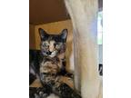 Cookie Dough, Domestic Shorthair For Adoption In Ocala, Florida