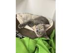 Fire, Domestic Shorthair For Adoption In Seville, Ohio