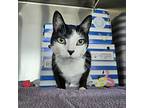 Chip, Domestic Shorthair For Adoption In Pembroke, Ontario