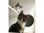 Casey & Jesse **courtesy Post**, Domestic Shorthair For Adoption In Elmsford