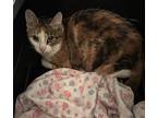 Lotus, Domestic Shorthair For Adoption In Whitestone, New York