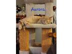 Aurora, Domestic Shorthair For Adoption In Sioux Falls, South Dakota