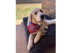 Theo, Golden Retriever For Adoption In Tulsa, Oklahoma