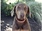 Titan, Doberman Pinscher For Adoption In Los Angeles, California