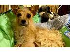 Hattie, Cairn Terrier For Adoption In Oak Bluffs, Massachusetts