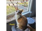 Pooh, Domestic Shorthair For Adoption In Fond Du Lac, Wisconsin