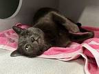 Grayness, Domestic Shorthair For Adoption In New York, New York