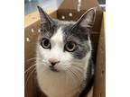 Dobby, Domestic Shorthair For Adoption In Golden, Colorado