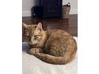 Tigre, Domestic Shorthair For Adoption In Oceanside, California