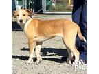 Mckayla, Labrador Retriever For Adoption In Washington, District Of Columbia