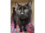 Vandenburg, Domestic Shorthair For Adoption In Silverdale, Washington