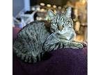 Aslan, Domestic Shorthair For Adoption In Mississauga, Ontario, Ontario