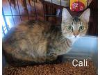 Cali, Domestic Shorthair For Adoption In Naugatuck, Connecticut