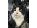 Fulton, Domestic Shorthair For Adoption In Naugatuck, Connecticut