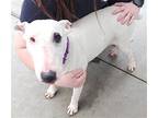 Jadis, Bull Terrier For Adoption In Knoxville, Iowa