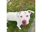 Cheesecake, American Pit Bull Terrier For Adoption In Seattle, Washington