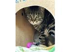 Wren, Domestic Shorthair For Adoption In Salmon Arm, British Columbia