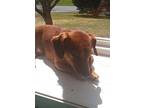 Rev~, Dachshund For Adoption In Columbia, Tennessee