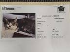 Caesar, Domestic Shorthair For Adoption In Oakville, Ontario