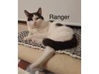 Ranger, Domestic Shorthair For Adoption In Oakville, Ontario