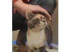 Marigold, Domestic Shorthair For Adoption In Overland Park, Kansas