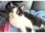 Cici, Domestic Shorthair For Adoption In Tucson, Arizona