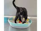 Yager, Domestic Shorthair For Adoption In Dickson, Tennessee