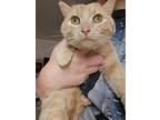 Cheeto Puff, Domestic Shorthair For Adoption In Yellow Jacket, Colorado