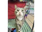 Crystal George, Domestic Shorthair For Adoption In Deltona, Florida