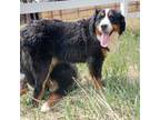 Bernese Mountain Dog Puppy for sale in Colorado Springs, CO, USA