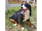 Bernese Mountain Dog Puppy for sale in Colorado Springs, CO, USA